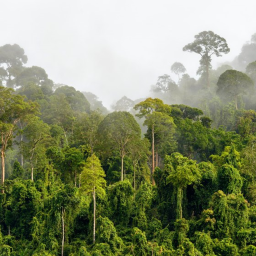 The Jungle (Old Version)