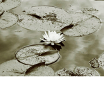 Little Lilly pads