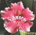 -.flowers.-