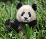 Cute panda studios.