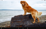 Golden retriever People