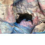 Bean Kitten