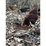 BrainierRain's Chicken Group!