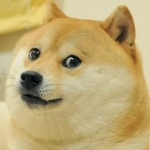 The Doggo lords