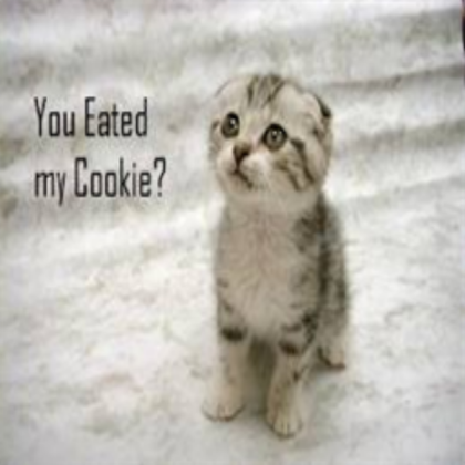 Funny Cat Roblox decal
