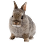 Elfoxycongelado