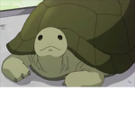 Save The Turtles People