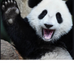 GamingPANDAsquadOffical