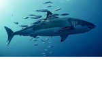 Sharks and fishes