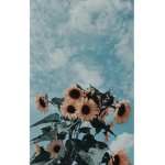 A E S T H E T I C C L O U D S :)