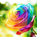 {!}Rainbow Rose’s{!}