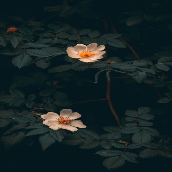 [IKO] flower painting Roblox decal