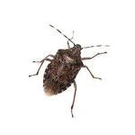 Small Bug Studios