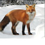Foxies Forevermore