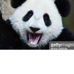 Fierce Bamboo