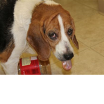 BUTTER BEAGLES
