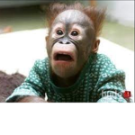 banana no monkey (happy)