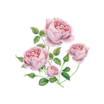 Paris Roses