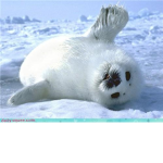 The Society of Seals