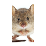 Mouse squad XD