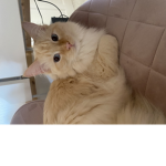 Catcafe3