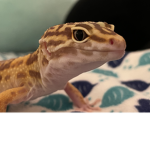 Epic geckos