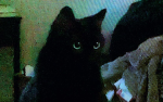 Black Cat Arts.
