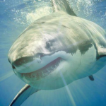 Thunder's Lightning Sharks