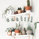 c a c t i i !