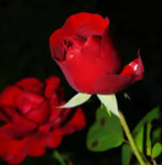 dead rosie