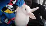 Pollito y Conejo