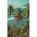 TropicalXgirls