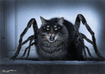 Spider Cats Unite!