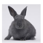Bunny_gang__