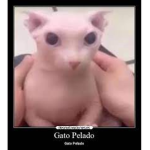 grupo del gato pelao