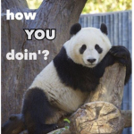 ~•Le Pandas•~