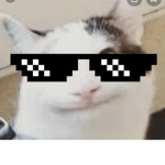 The cat beluga