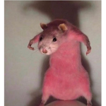 ThePinkRats