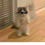 smugcats yt