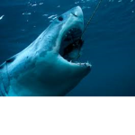 TEH#sharksquad!