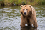 The Official Bear Group!
