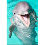 Dolphin fun