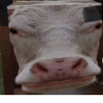 Luv cow
