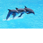 The dolphin squad of dolphins only