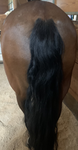 Pine Equine