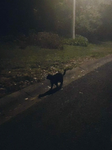 ⋆nightwalker⋆