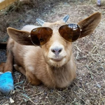 The Avocado Goats From Mexico.