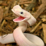 Snakes are cool!