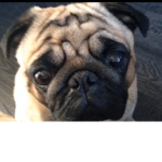 P.A BOI