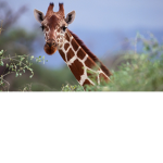 Da Giraffe Army